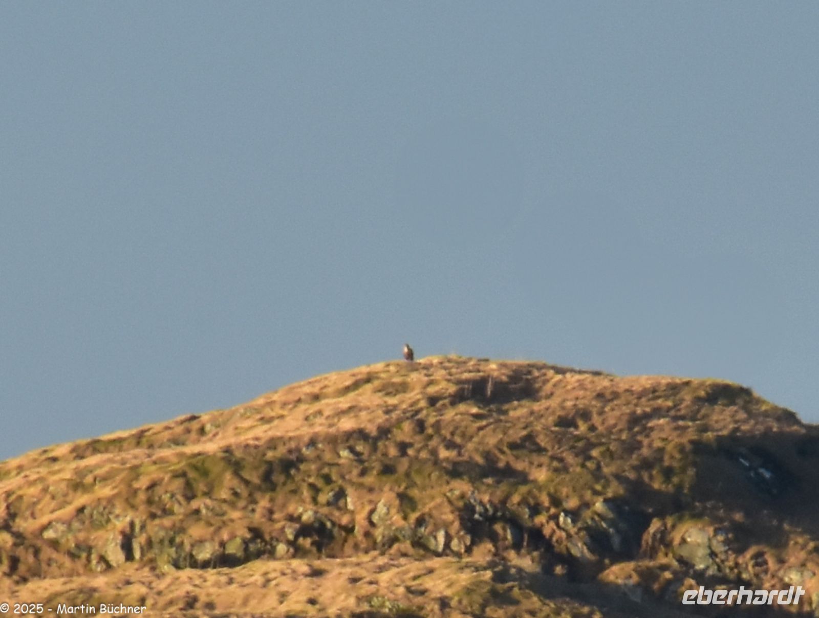 Wer sitzt denn da auf dieser Insel (ganz oben auf der Kuppe)? - ein Seeadler