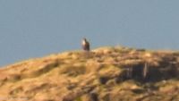 Wer sitzt denn da auf dieser Insel (ganz oben auf der Kuppe)? - ein Seeadler