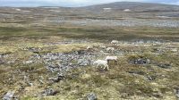 Willkommen am Nordkap 