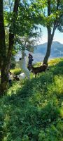 Ziegen am Fløyen 