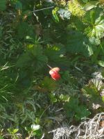 eine Moltebeere 