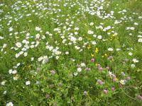 es ist Sommer