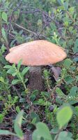 im Wald
