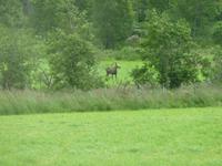 unser 1. Elch