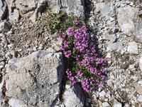 2. Etappe vom Tegernsee zum Achensee, stengelloses Leimkraut