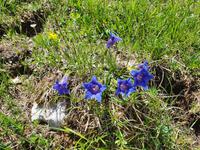 2. Etappe vom Tegernsee zum Achensee, Breitblättriges Enzian