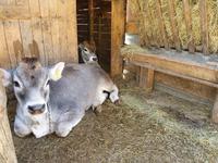 2. Etappe vom Tegernsee zum Achensee, arme Kälbchen - wo doch draussen so viel Platz ist...