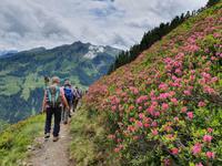 4. Etappe, 2.Teil, von Fügen nach Hochfügen, im Alpenrosengarten