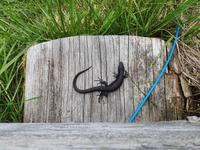 4. Etappe, 2.Teil, von Fügen nach Hochfügen, Molch am Weg