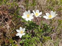 5.Etappe von Hochfügen nach Mayrhofen, Hahnenfuss