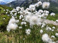 5.Etappe von Hochfügen nach Mayrhofen, Wollgras