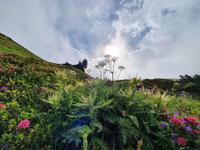 Mayrhofen, Ahornplateau, Wanderung zur Edelhütte, Alpenkratzdistel