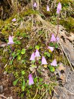 Mayrhofen, Ahornplateau, Wanderung zur Edelhütte, Alpenglöckchen