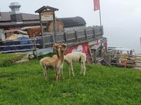 Mayrhofen, Ahornplateau