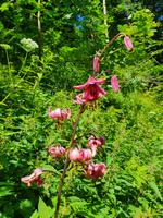 7.Etappe, vom Pfitschtal nach Sterzing, Türkenbundlilie