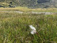 204 Aufstieg zum Pfitscherjoch