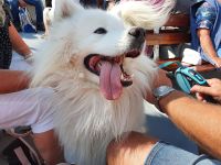 tierischer Gast an Bord