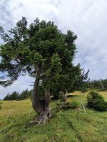 Zirbe in den Blaubergen