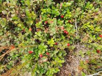 Preiselbeeren am Weg