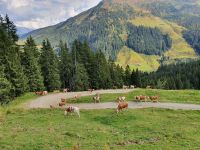 glückliche Kühe am Weg