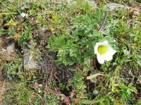 Alpenanemone