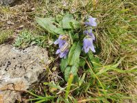 bärtige Glockenblume