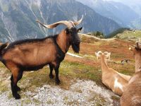 Stolzer Ziegenbock am Weg
