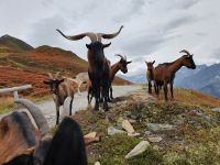 Ziegeherde am Abstieg