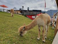 Lamas auf dem Ahornboden