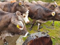 Kühe vor der Lavitzalm