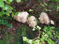 rätselhafte Pilze am Wegesrand