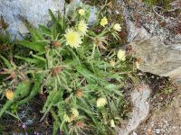 weißliches Habichtskraut