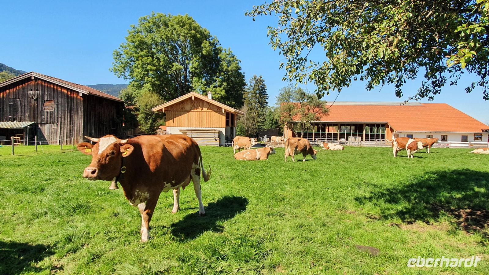 Alt Wiessee, Kühe mitten im Ort