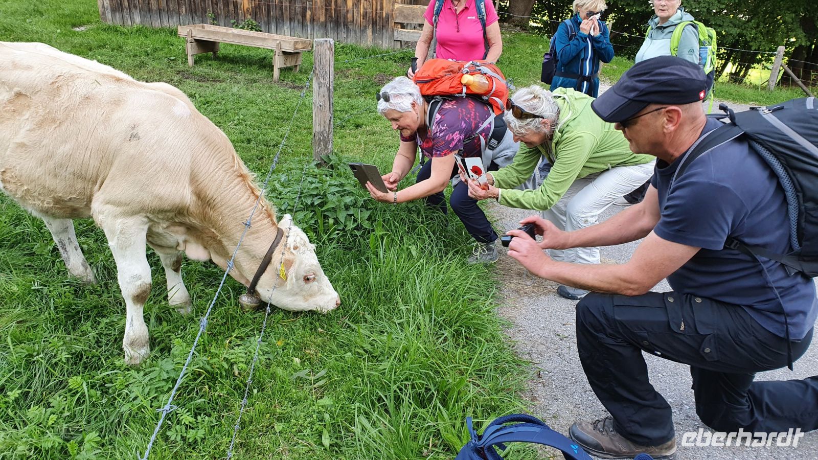 so schöne Kühe am Wegesrand...