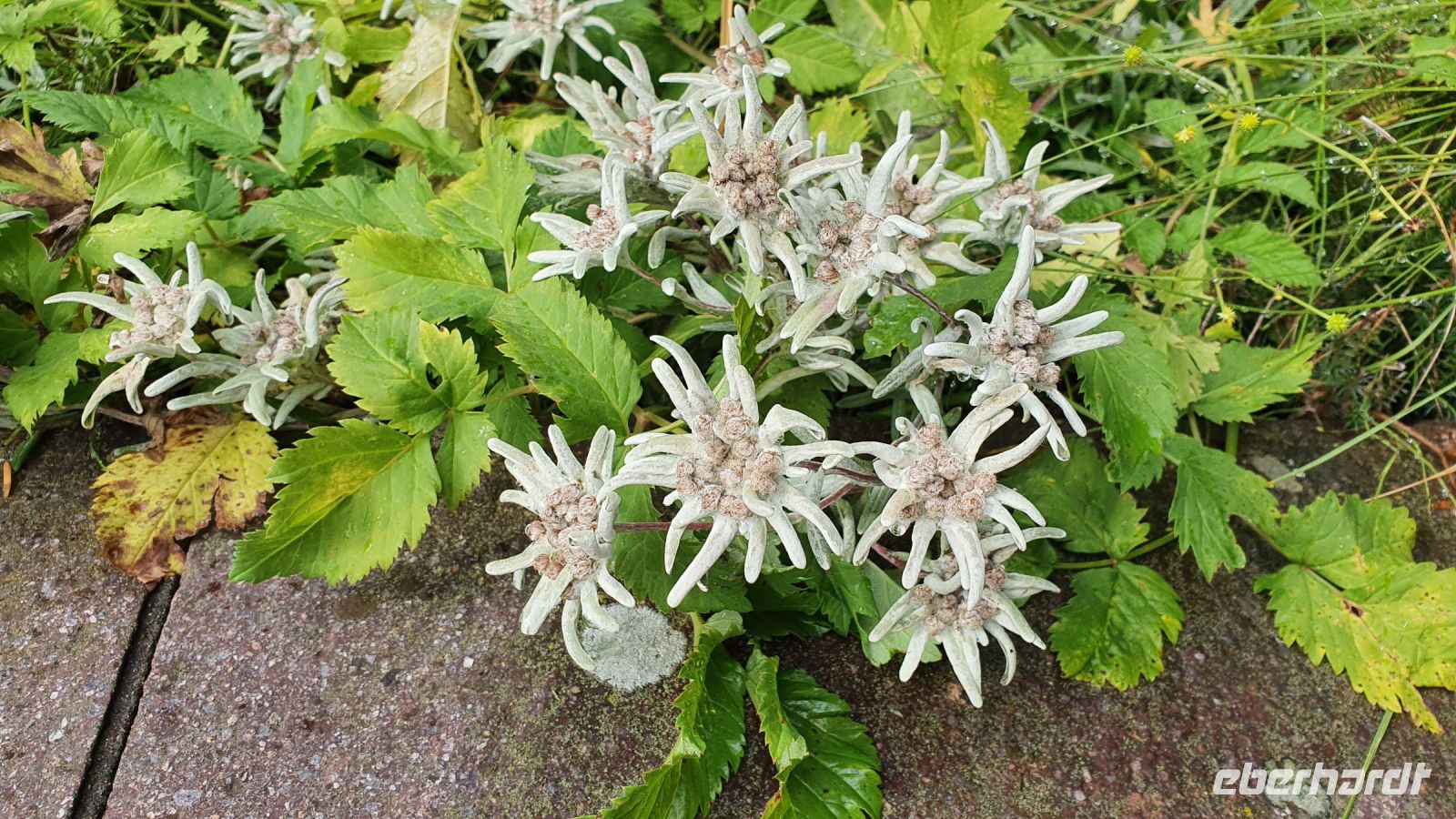 Edelweiss am Hotel Lamark in Hochfügen