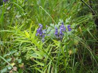 P8280075, Blumen am Wegesrand