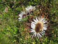 P8300143, welch eine Pracht