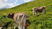 Kühe auf unserem Wanderweg