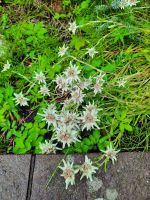 Edelweiß - Hotel Lamark