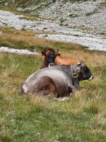 Wanderung zum Pfitscherjoch Haus