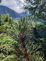 wunderschöne Wälder