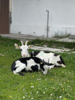 2. Etappe: Aufstieg zum Solsteinhaus