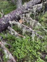 3. Etappe: Aufstieg zum Birgitzköpfl