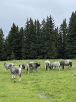 3. Etappe: Aufstieg zum Birgitzköpfl