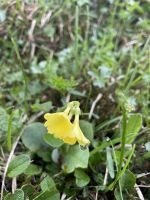 3. Etappe: über das Halsl