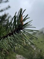 3. Etappe: über das Halsl zur Pfarrachalm