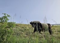 starker Bulle auf der Weide