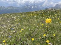 Der Blaser: Tirols Blumenberg