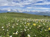 Der Blaser: Tirols Blumenberg