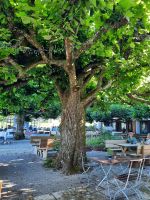 Biergarten im Hotel Teressenhof
